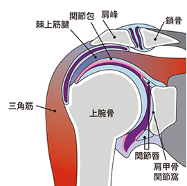 反復性肩関節脱臼 - 整形外科 押領司病院｜医療法人友光会｜宮崎県小林市